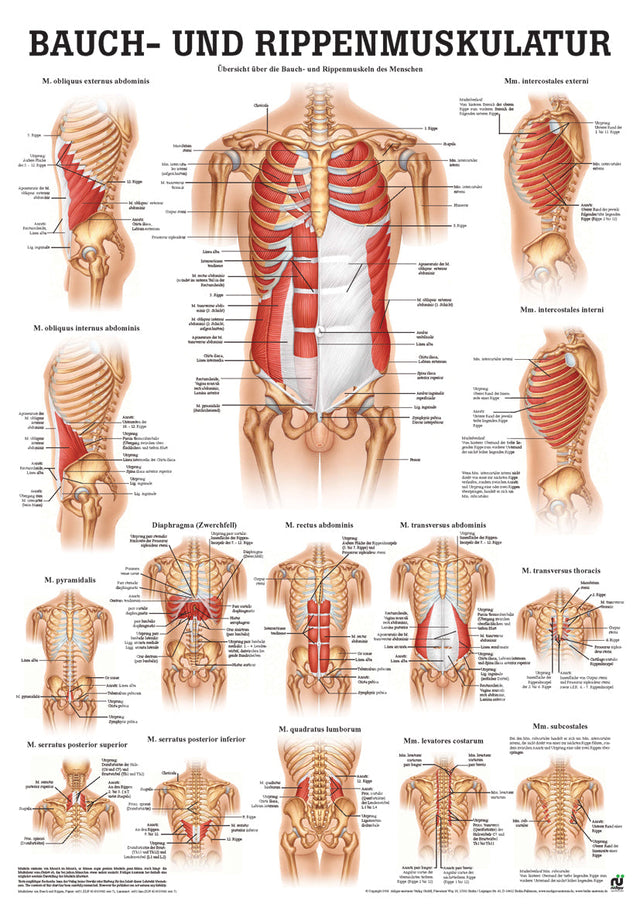 Bauch- und Rippenmuskulatur (Poster 50cm x 70cm) - YOGISHOP