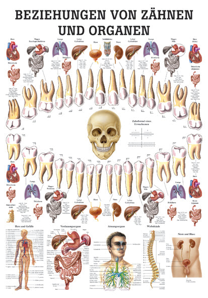 Beziehung von Zähnen und Organen - Lehrtafel 70cm x 100cm