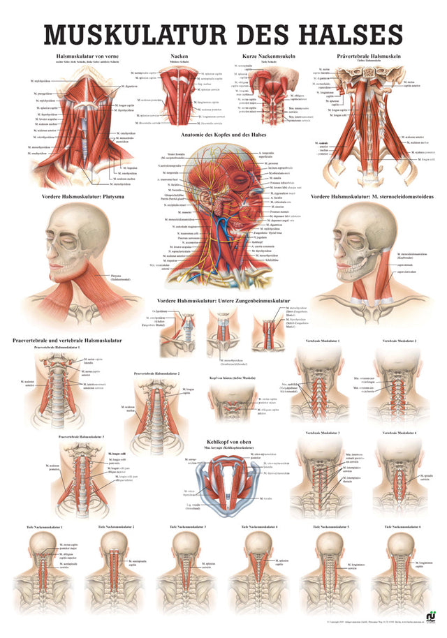 Muskulatur des Halses (Poster 50cm x 70cm)