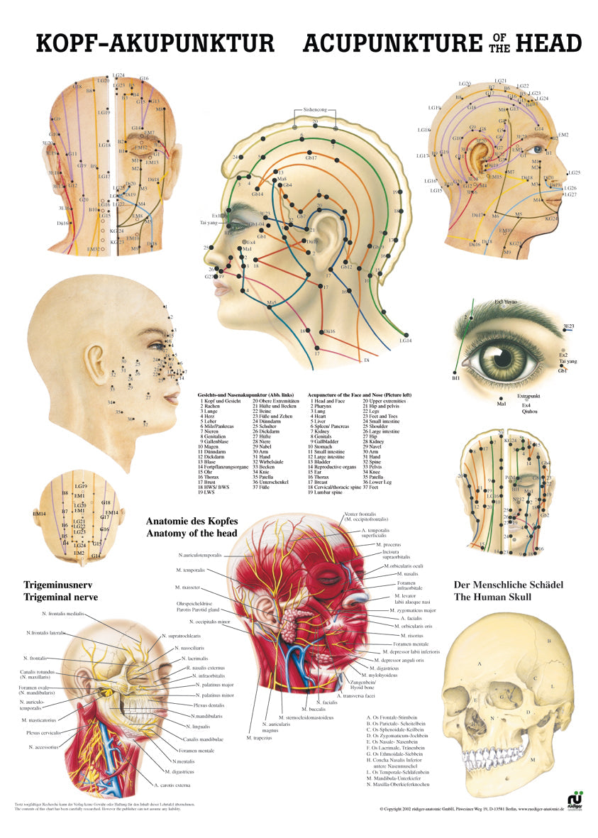 Kopfakupunktur - Poster 24cm x 34cm
