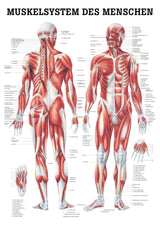 Das Muskelsystem - Poster 24cm x 34cm