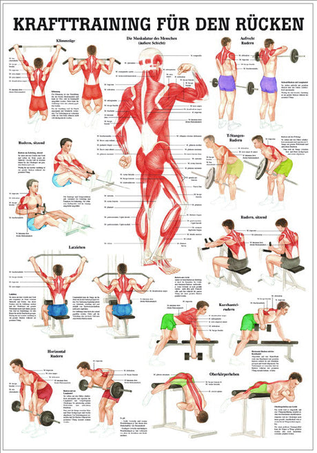 Krafttraining für den Rücken (Lehrtafel 70cm x 100cm) - AYURDEVA